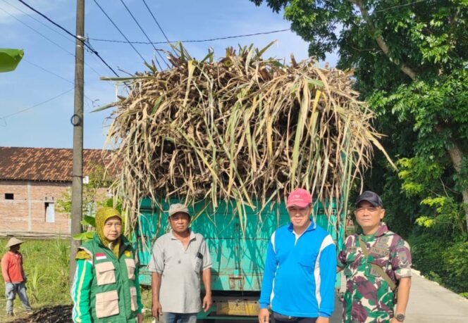 
					Babinsa Koramil 0812/06 Ngimbang Dampingi Distribusi Bibit Tebu, Sukseskan Ketahanan Pangan Nasional
