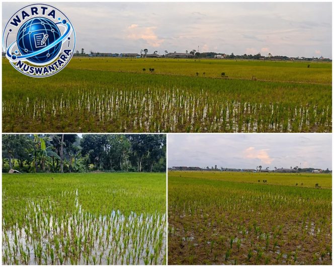 
					Produksi Padi Lamongan Tinggi, Biaya pun Tinggi dan Kualitas Lahan memburuk